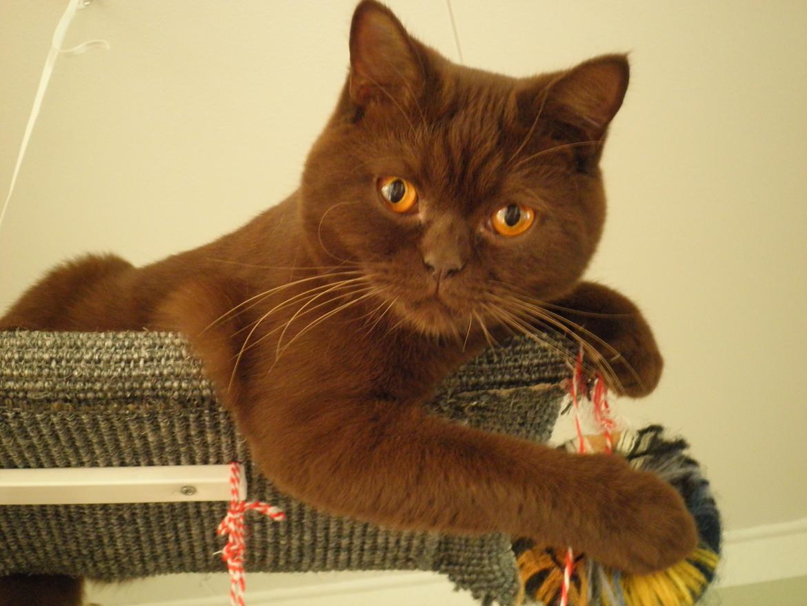 British Shorthair DK Candy's Cola (Baloo) billede 14
