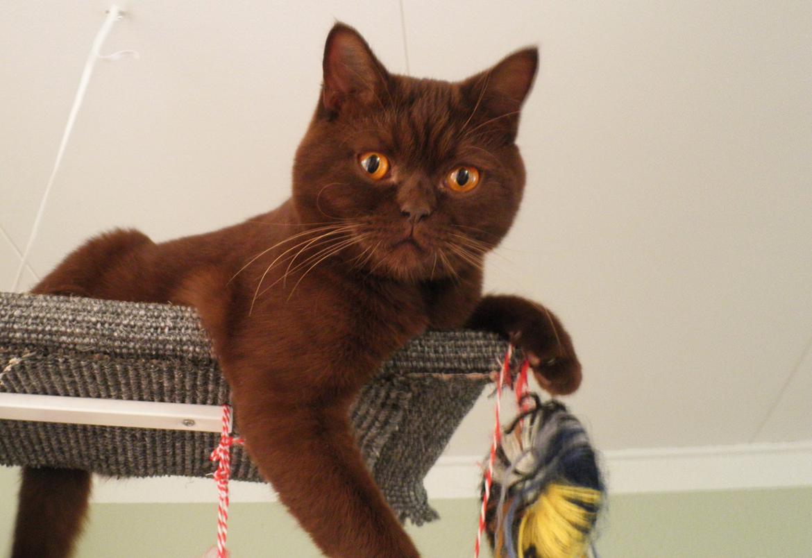 British Shorthair DK Candy's Cola (Baloo) billede 15