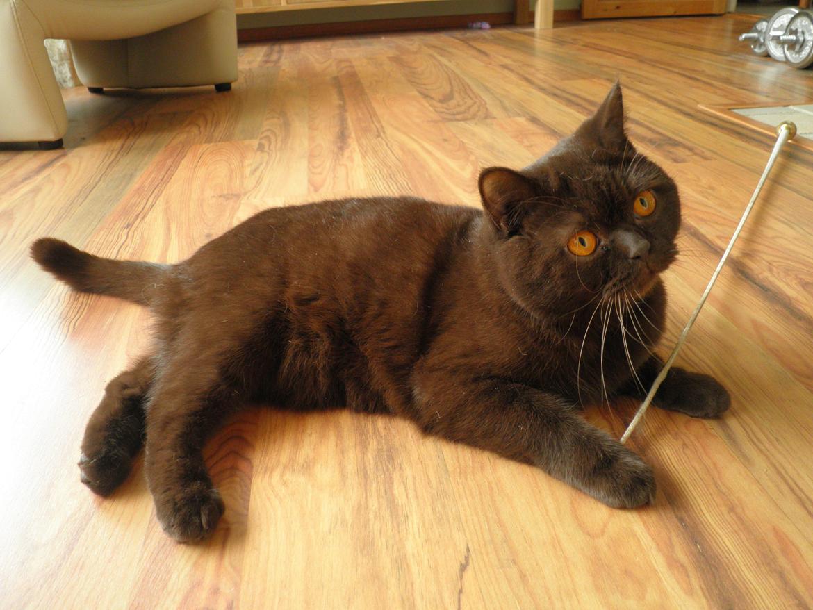 British Shorthair DK Candy's Cola (Baloo) - "Jeg har nuppet pisken?" billede 16