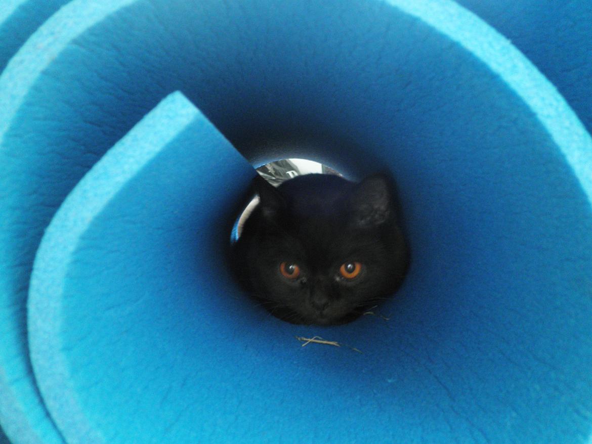 British Shorthair DK Candy's Cola (Baloo) - "Shh! Jeg gemmer mig!" billede 18