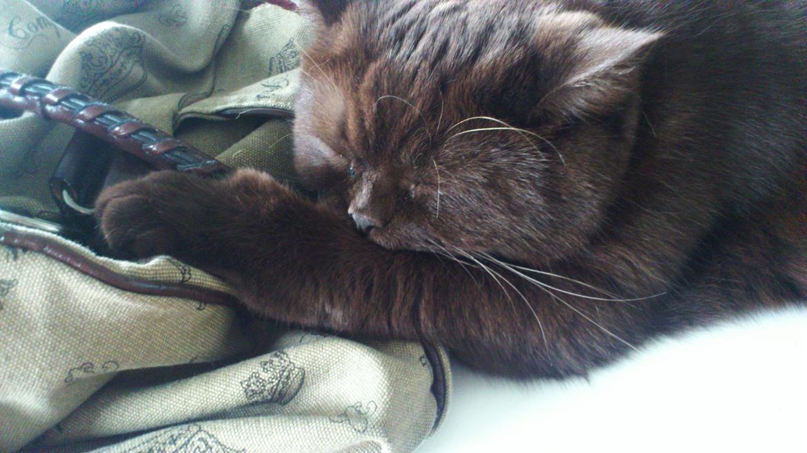 British Shorthair DK Candy's Cola (Baloo) - Zzz Zzzz billede 19