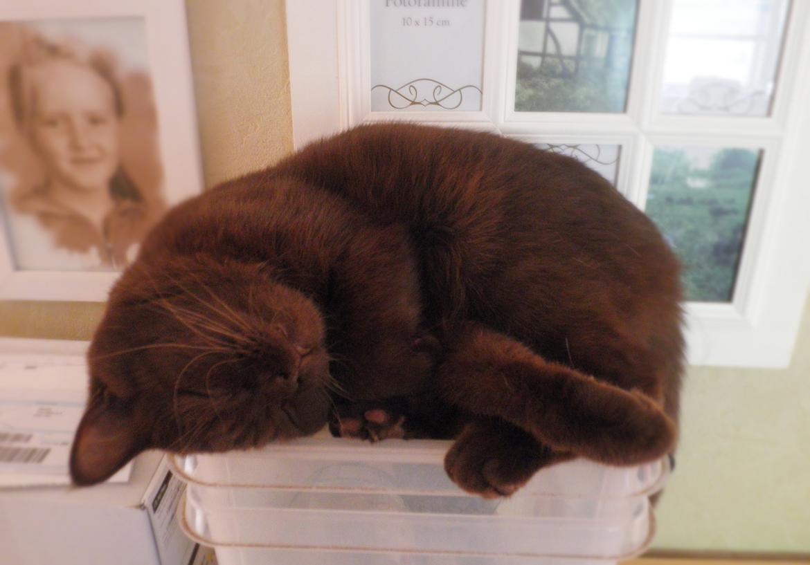 British Shorthair DK Candy's Cola (Baloo) - Æhmm .. Hvor lille er du Baloo ?? billede 20