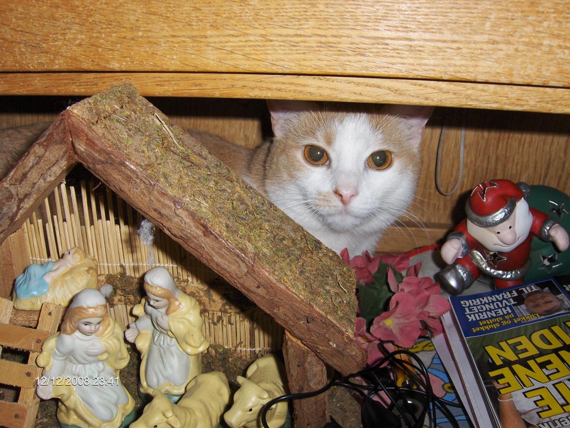 Huskat sara billede 8