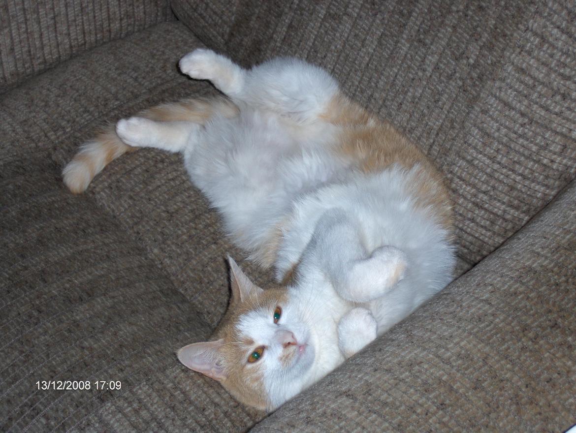 Huskat sara billede 9