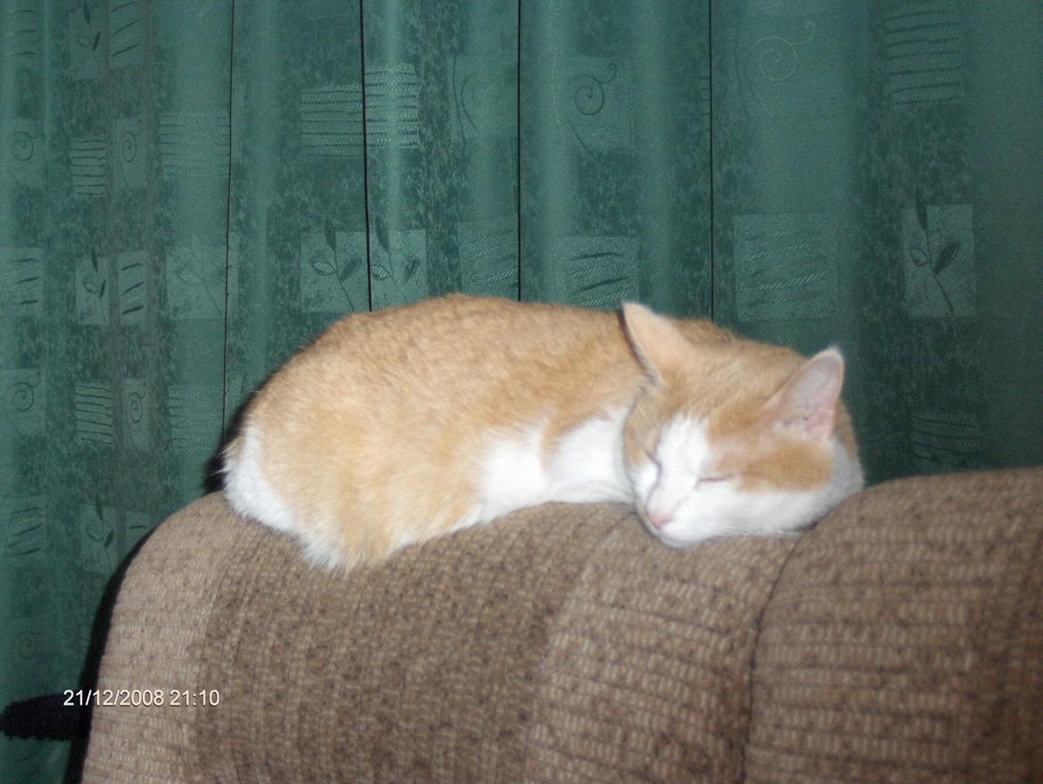 Huskat sara billede 10