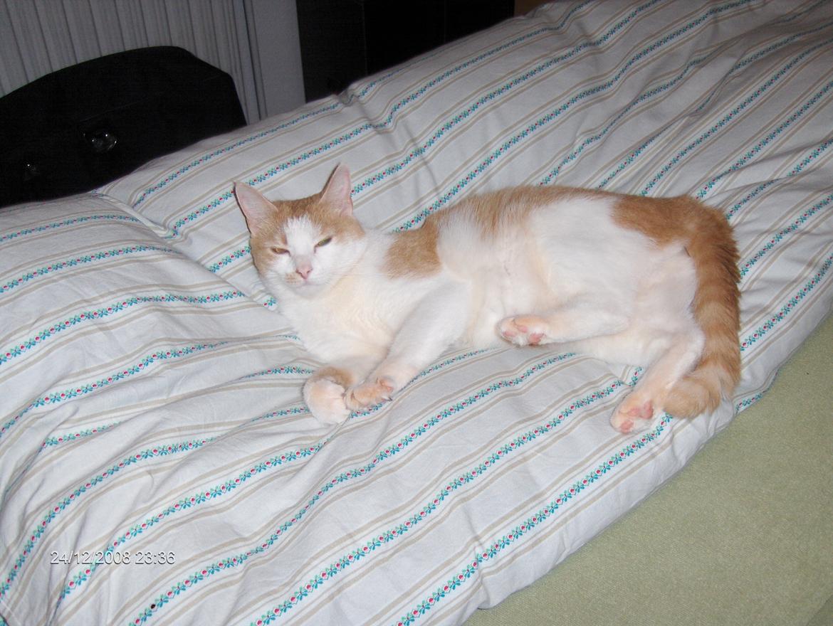 Huskat sara billede 11