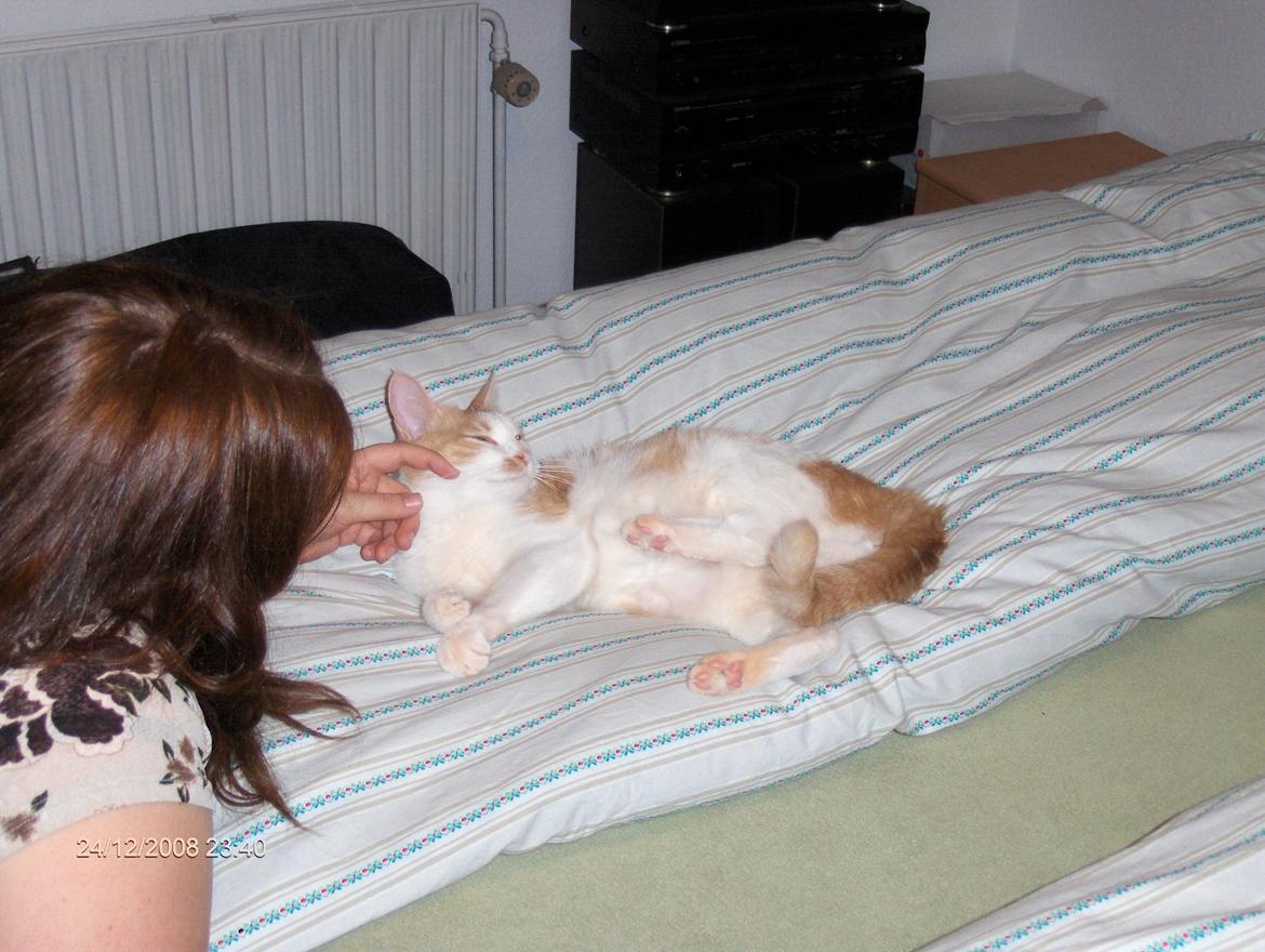 Huskat sara billede 12