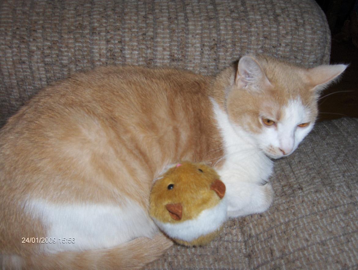 Huskat sara billede 13