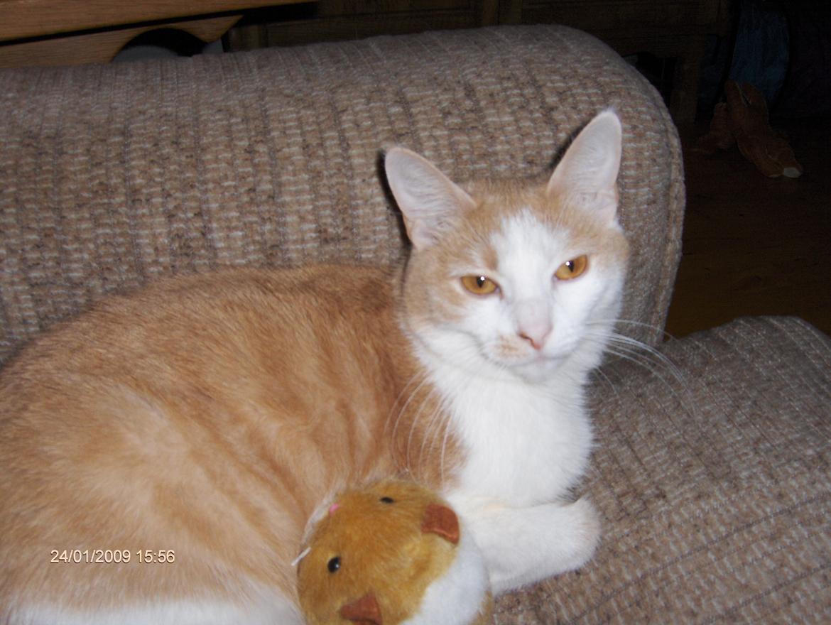 Huskat sara billede 14