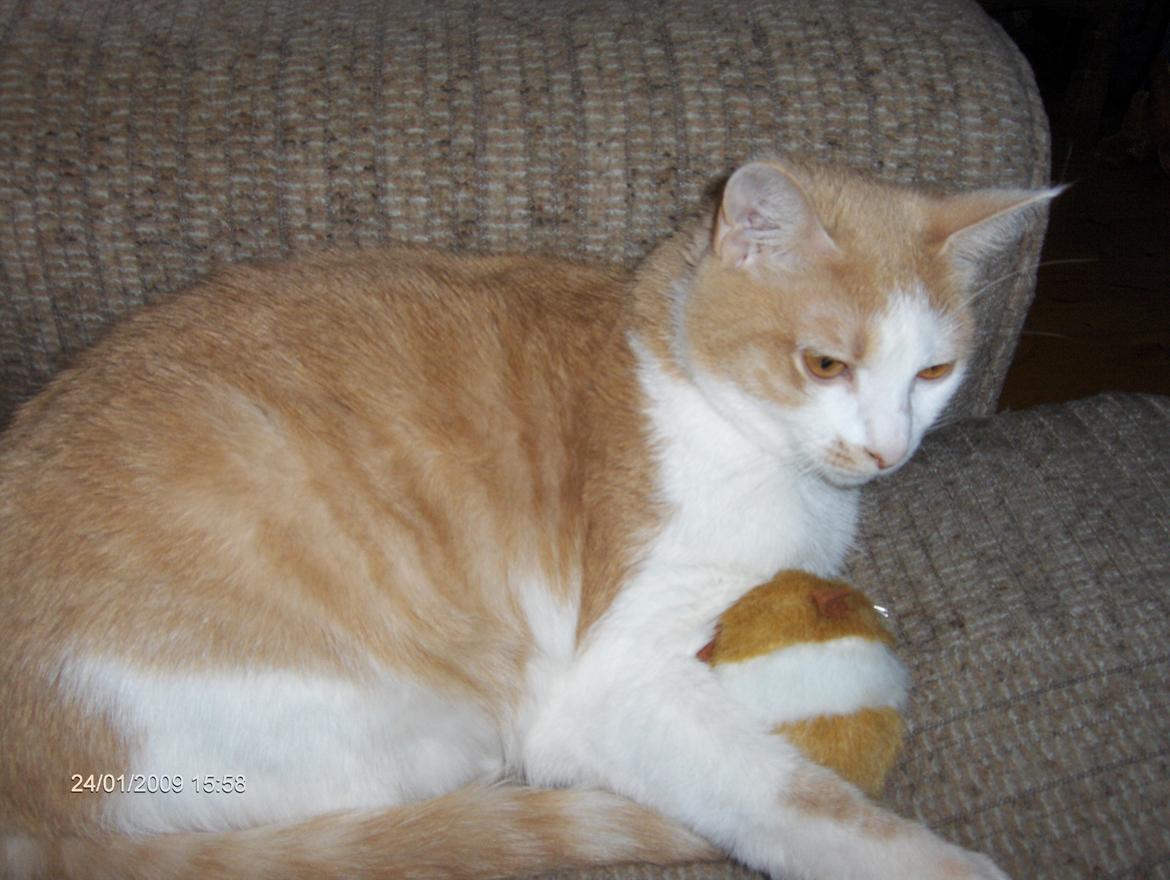 Huskat sara billede 15