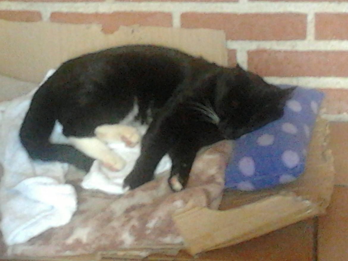 Huskat Speedy (Spring mesteren) billede 3