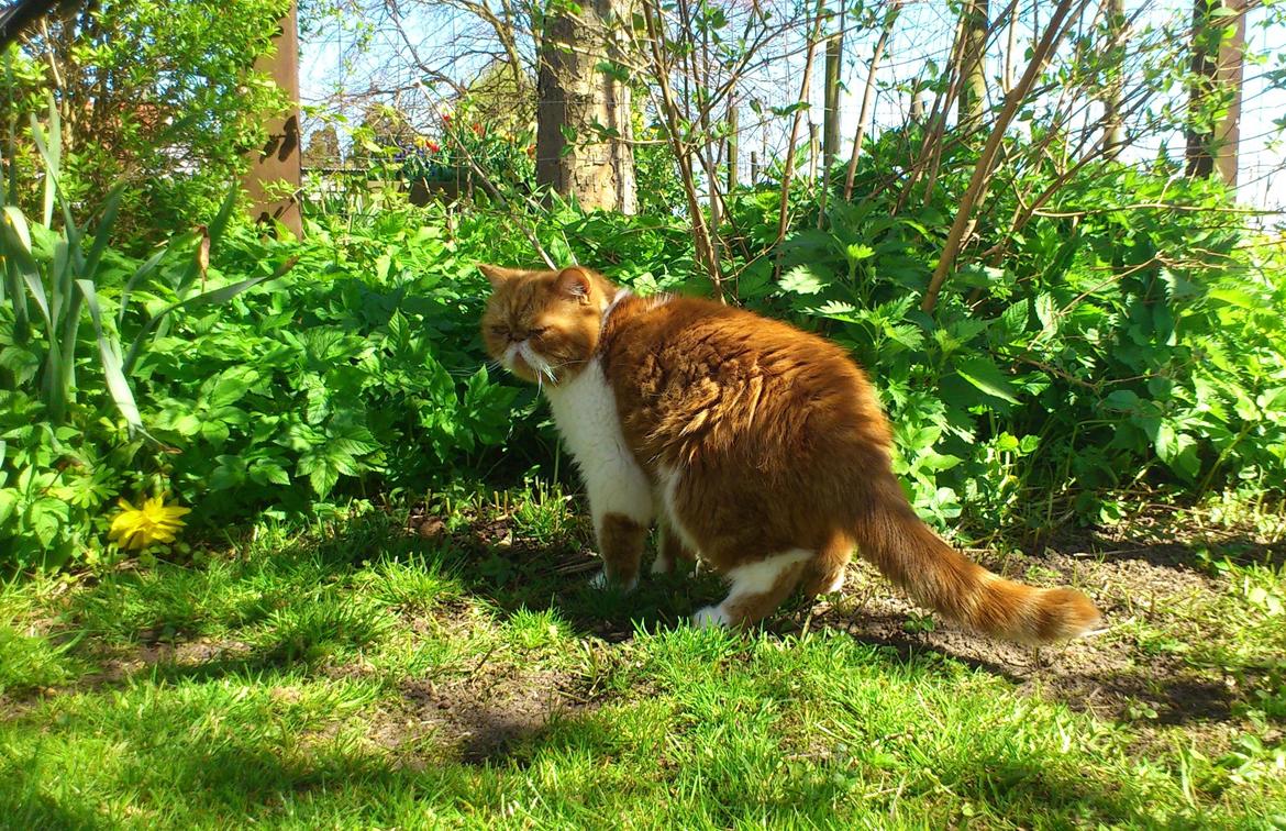 Exotic Ingolf billede 1