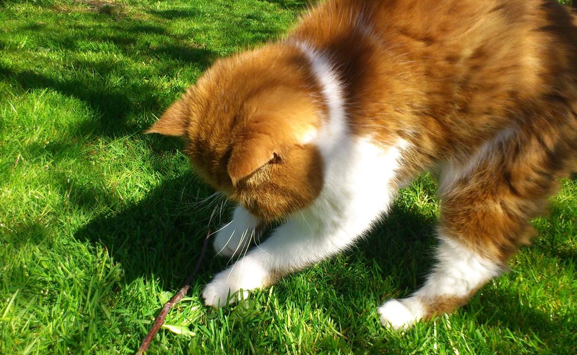 Exotic Ingolf - "Min første fangst! EN PIND!" billede 3