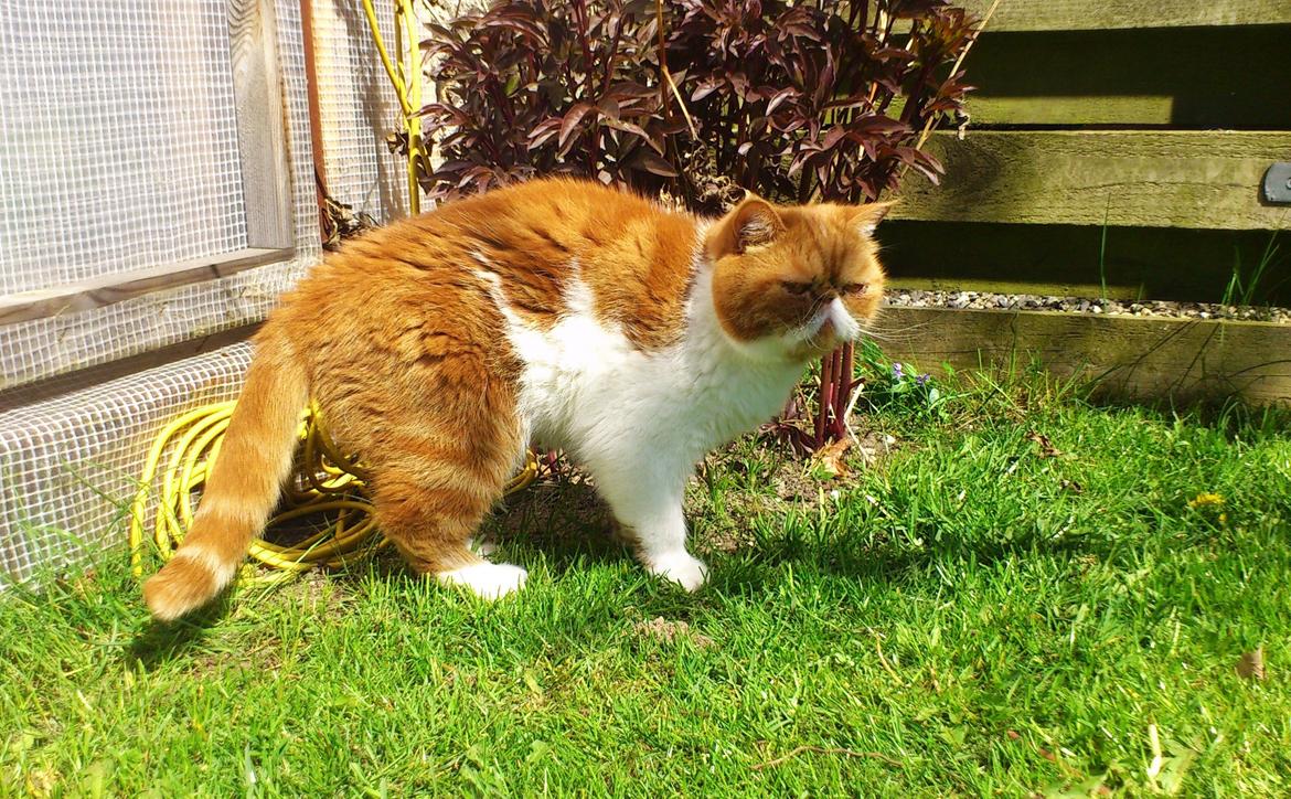 Exotic Ingolf billede 4