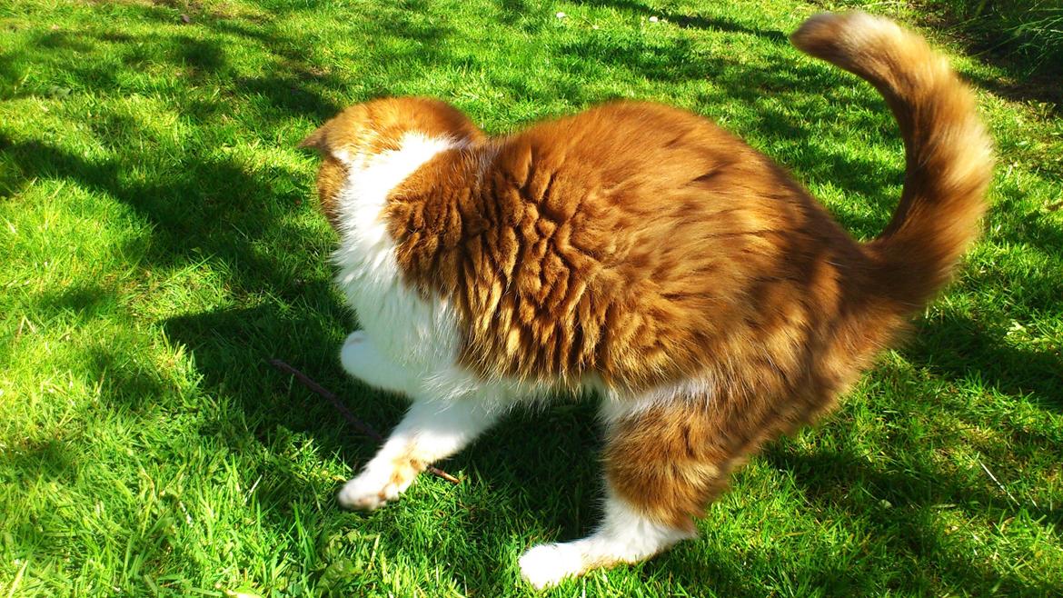 Exotic Ingolf billede 5