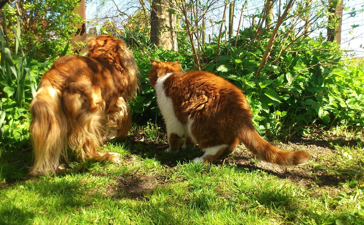 Exotic Ingolf - "Hvad kigger vi på?" billede 6