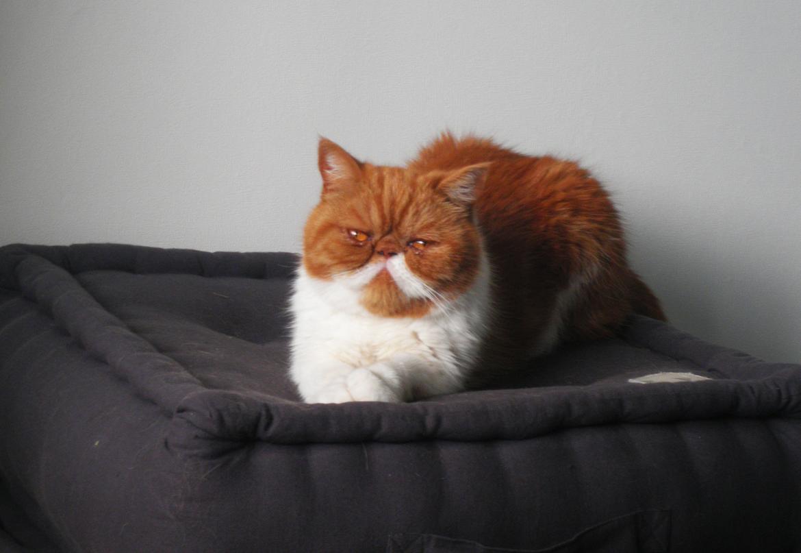 Exotic Ingolf - Deres majstet .. billede 7