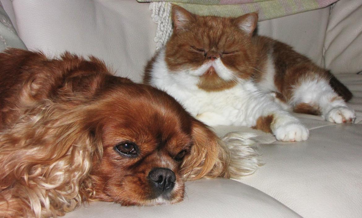 Exotic Ingolf - "Vi ligger lige her og snorke grynter sammen" billede 8