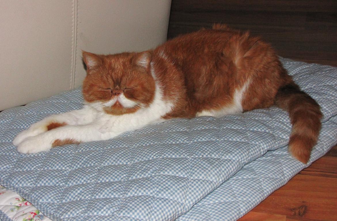 Exotic Ingolf billede 9