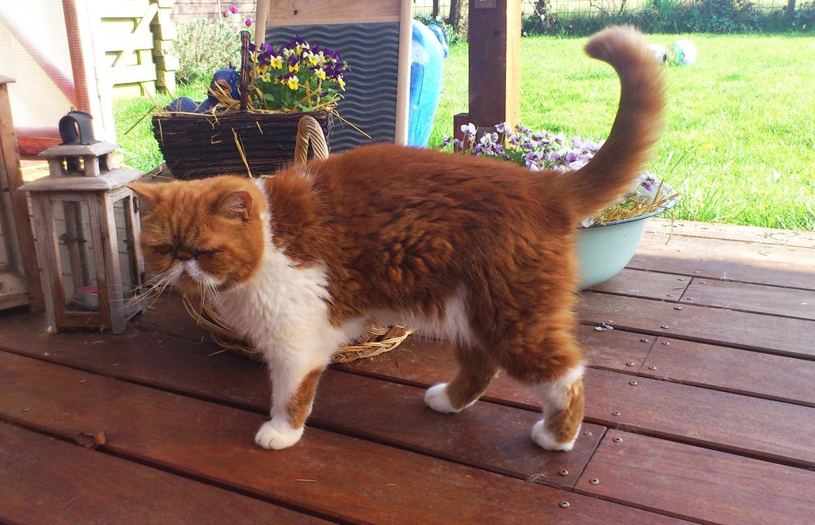 Exotic Ingolf billede 10