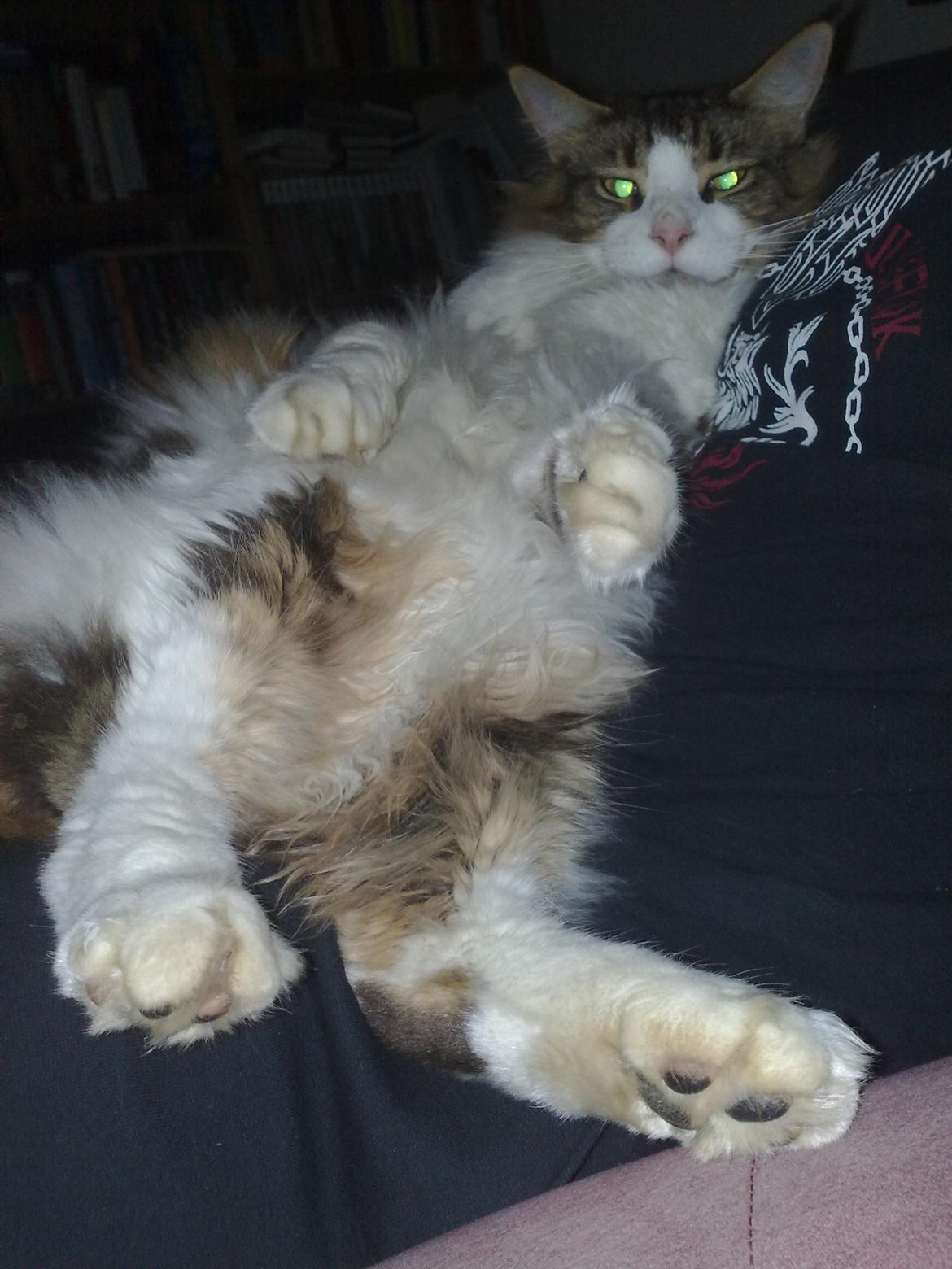 Maine Coon DK Vingsteds DÁngelo billede 16