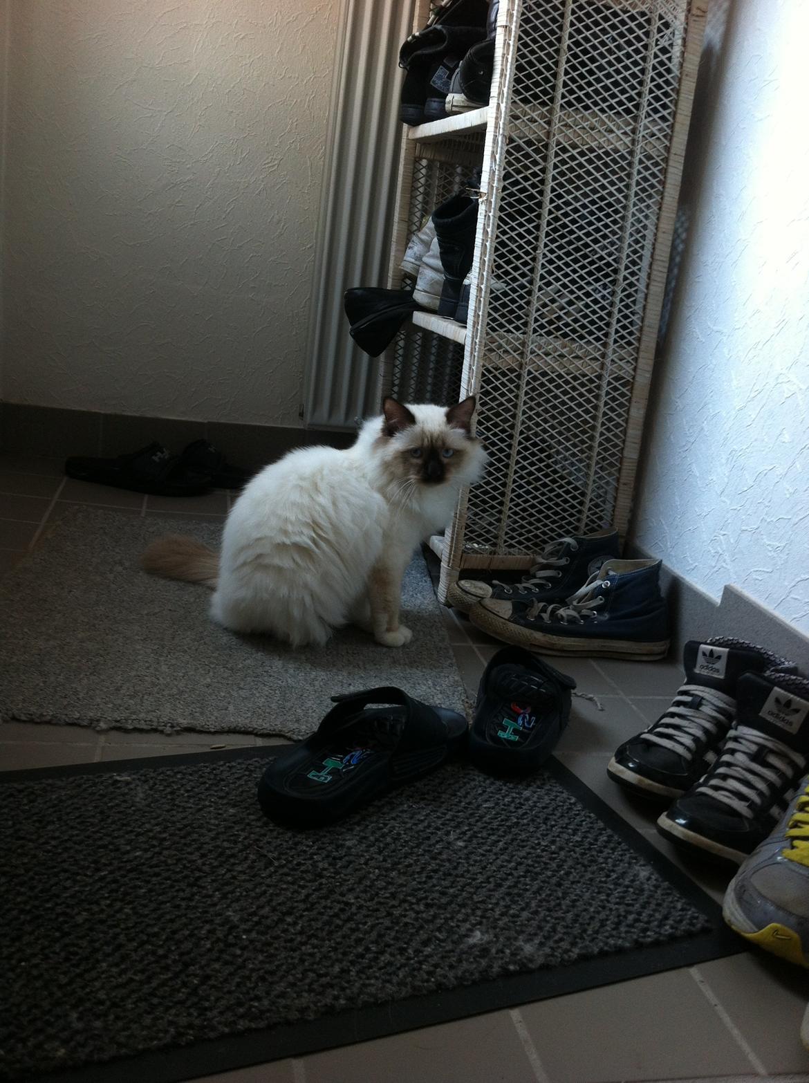 Hellig Birma Sir Bailey billede 5