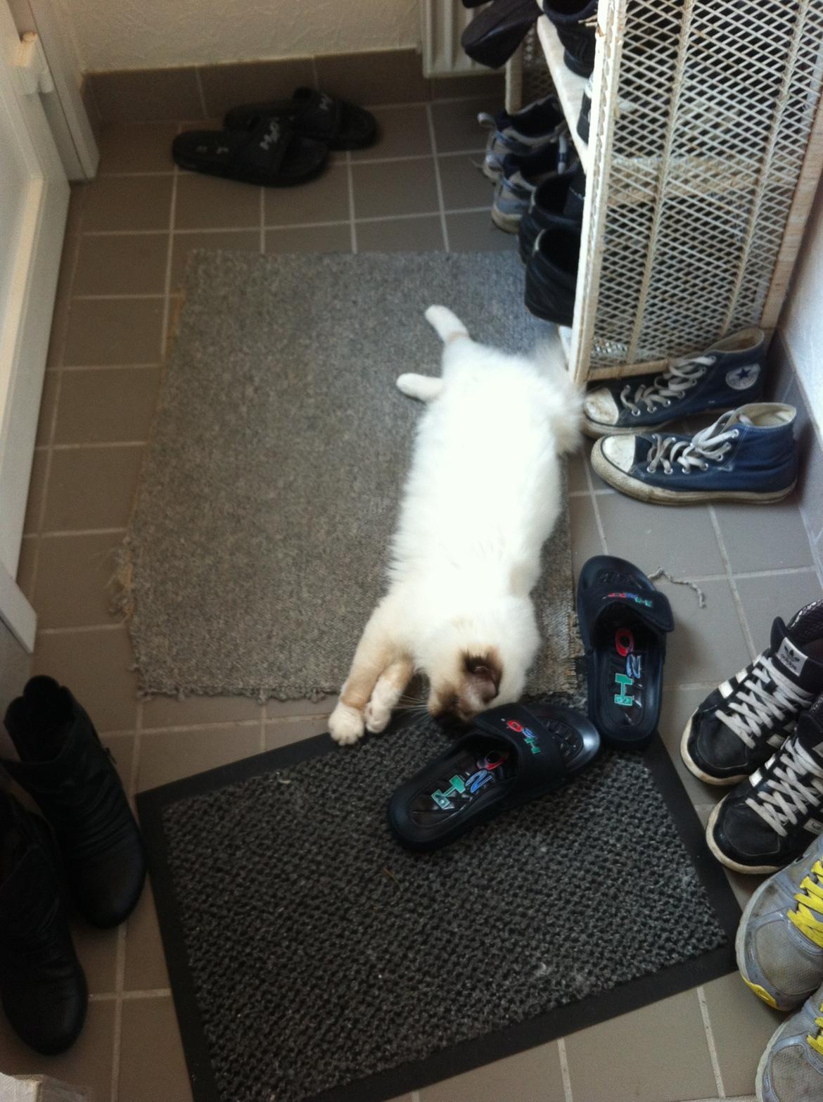 Hellig Birma Sir Bailey billede 6