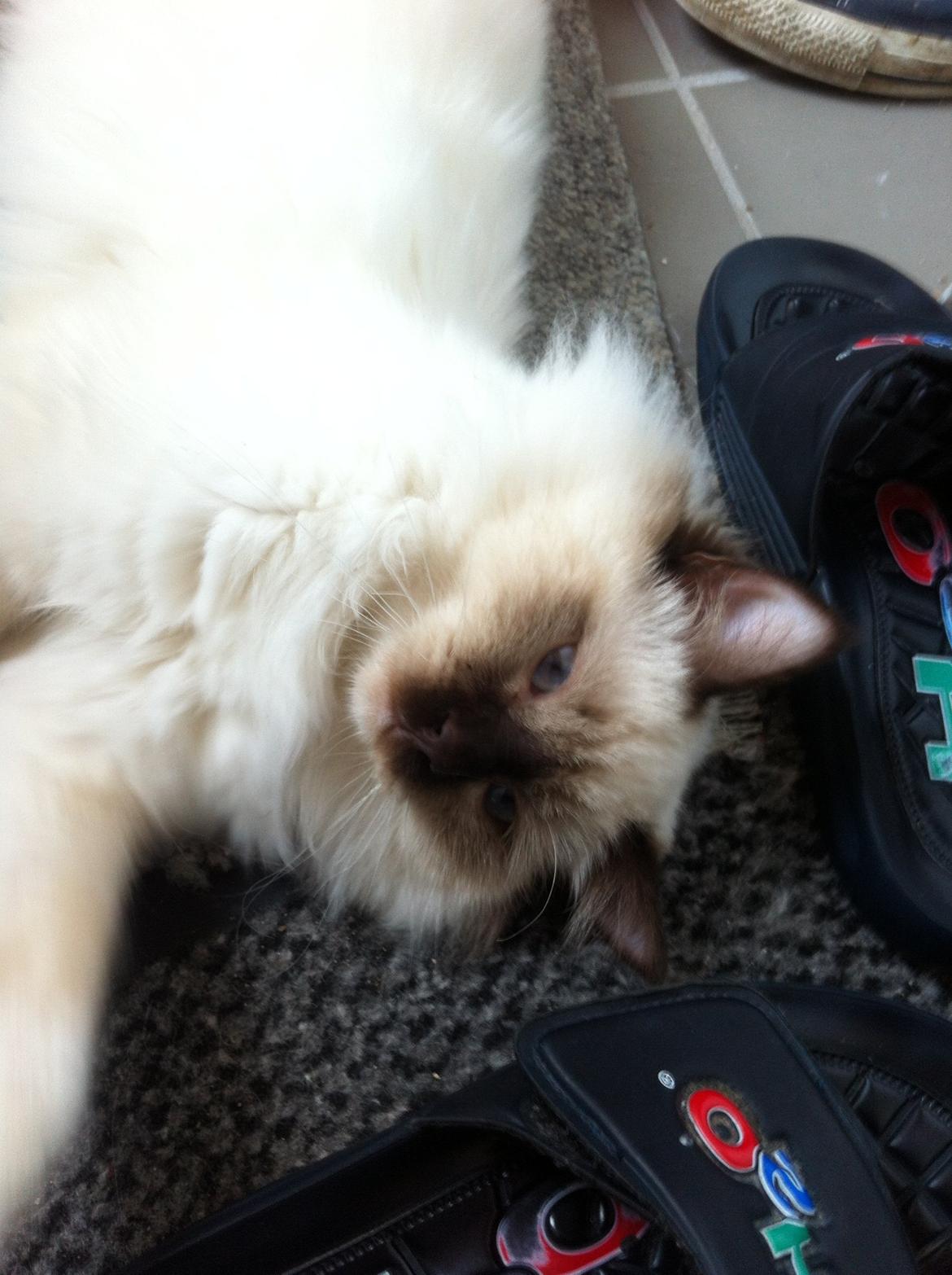 Hellig Birma Sir Bailey billede 7