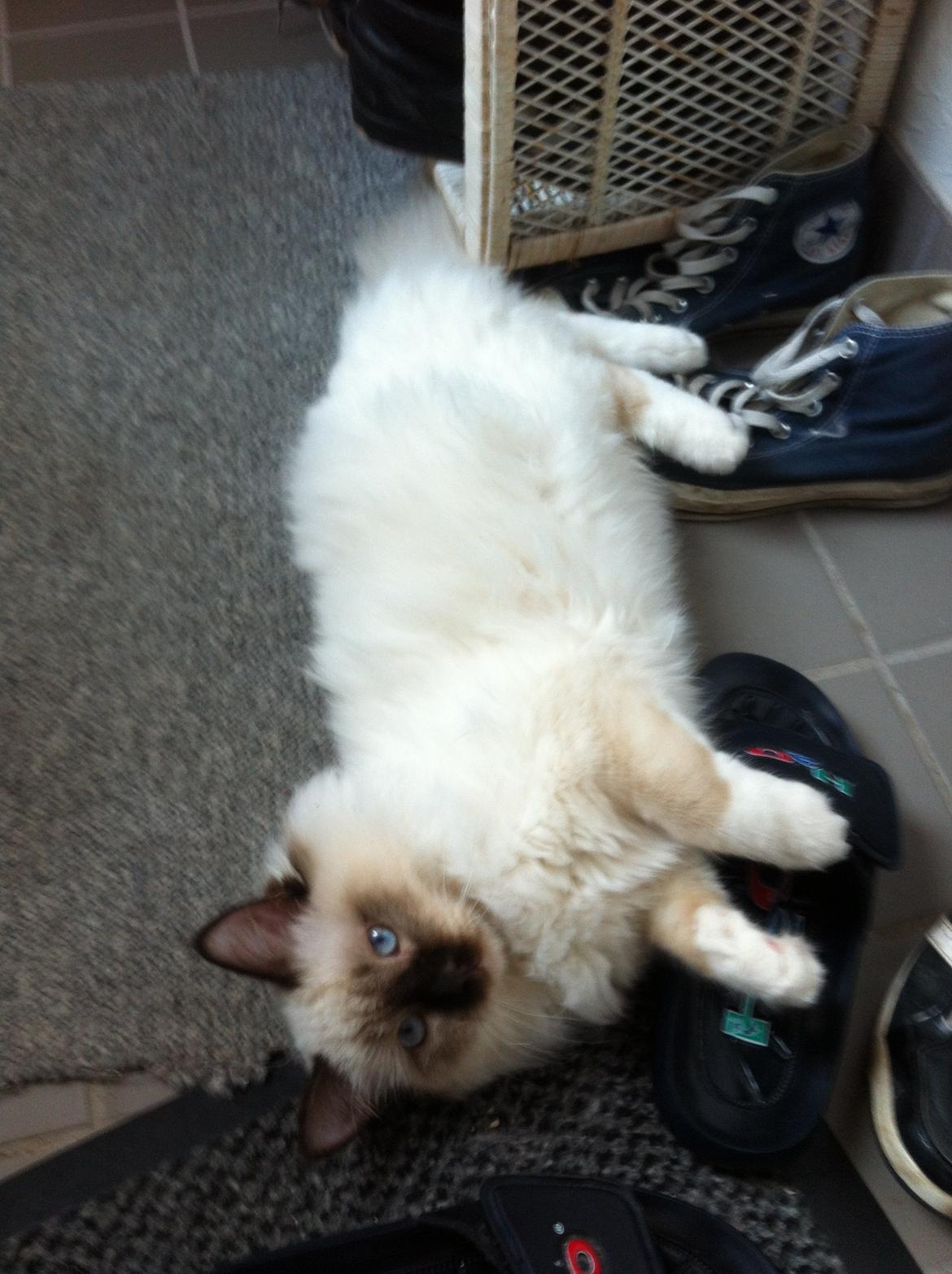 Hellig Birma Sir Bailey billede 8