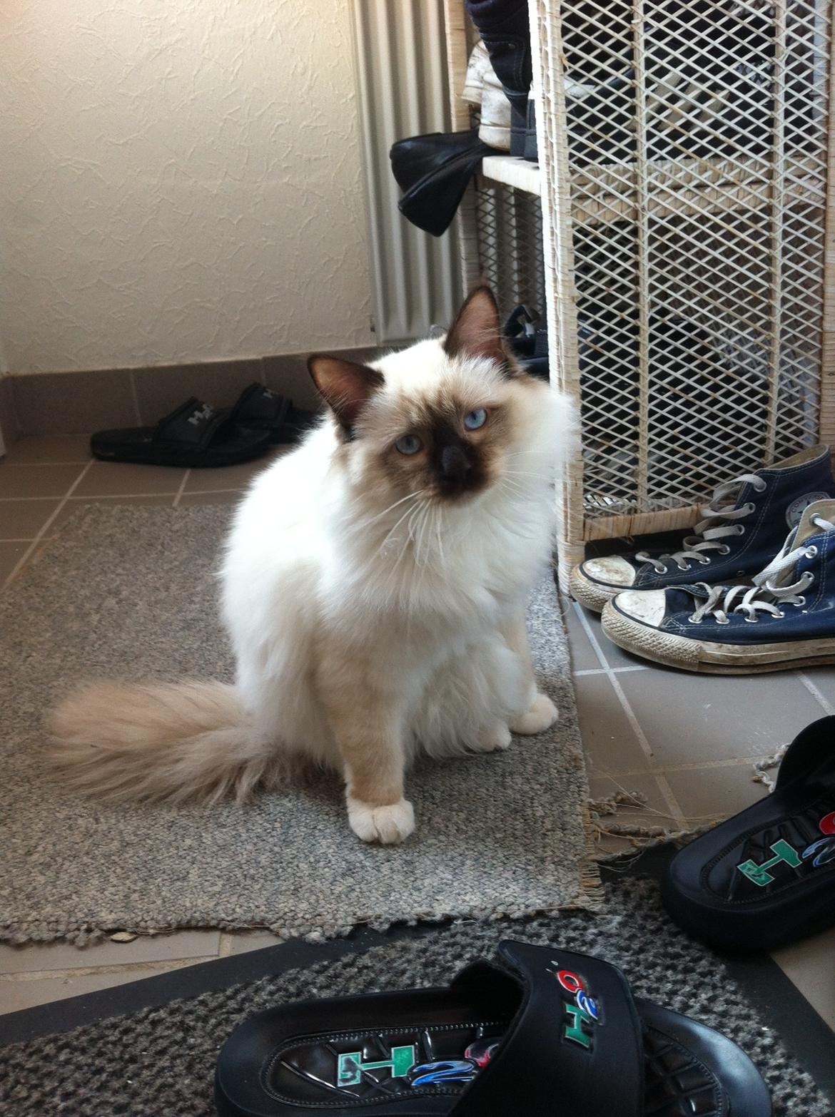 Hellig Birma Sir Bailey billede 9