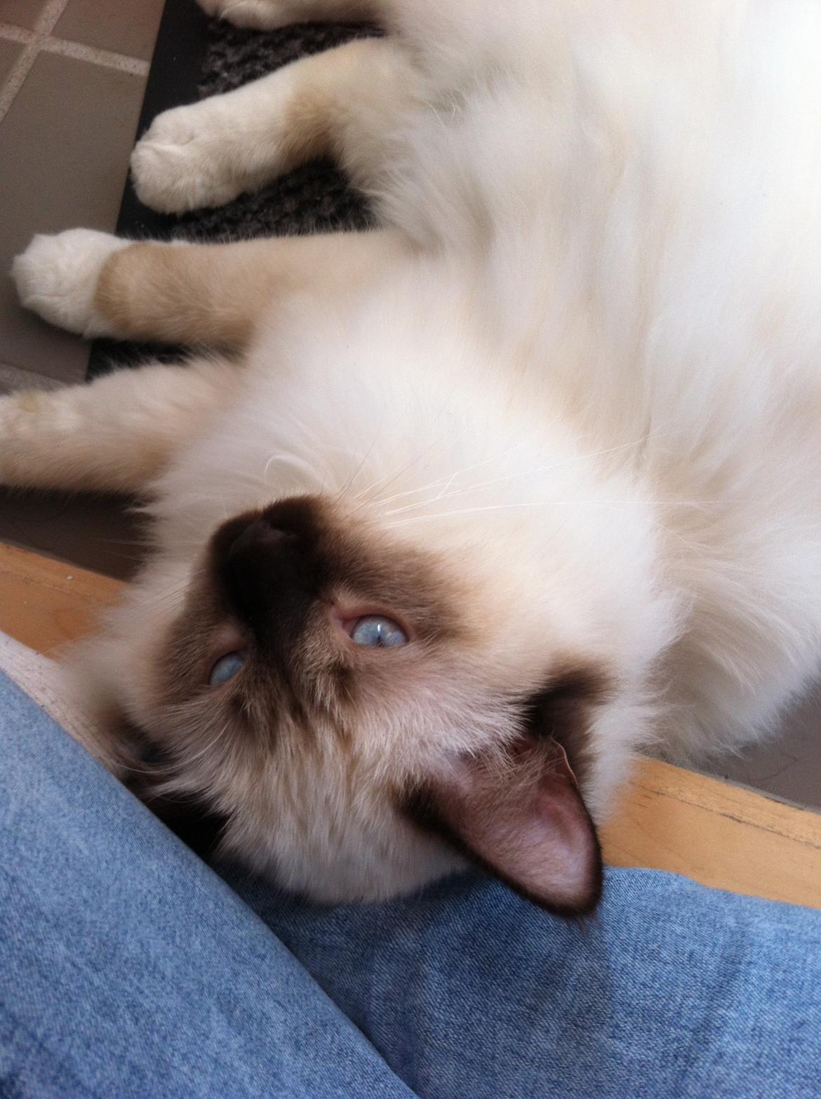 Hellig Birma Sir Bailey billede 10