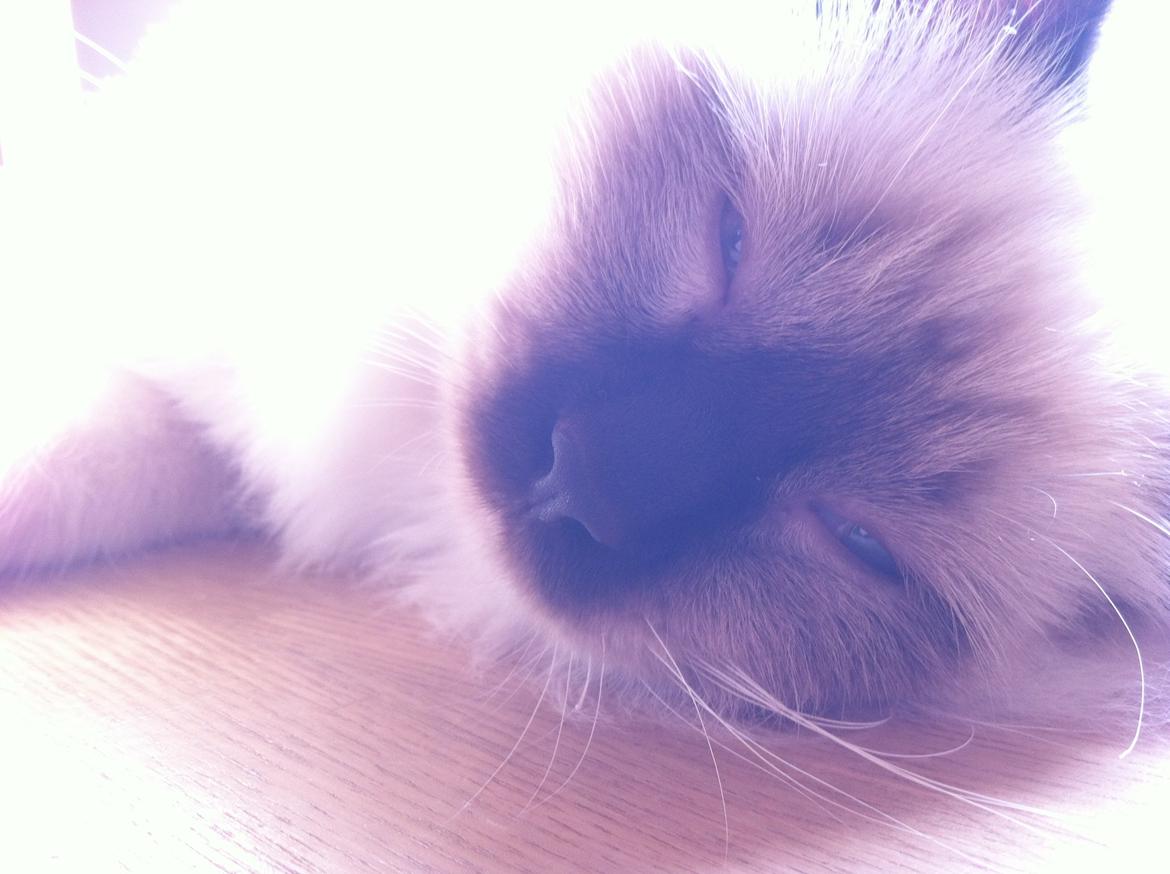 Hellig Birma Sir Bailey billede 11