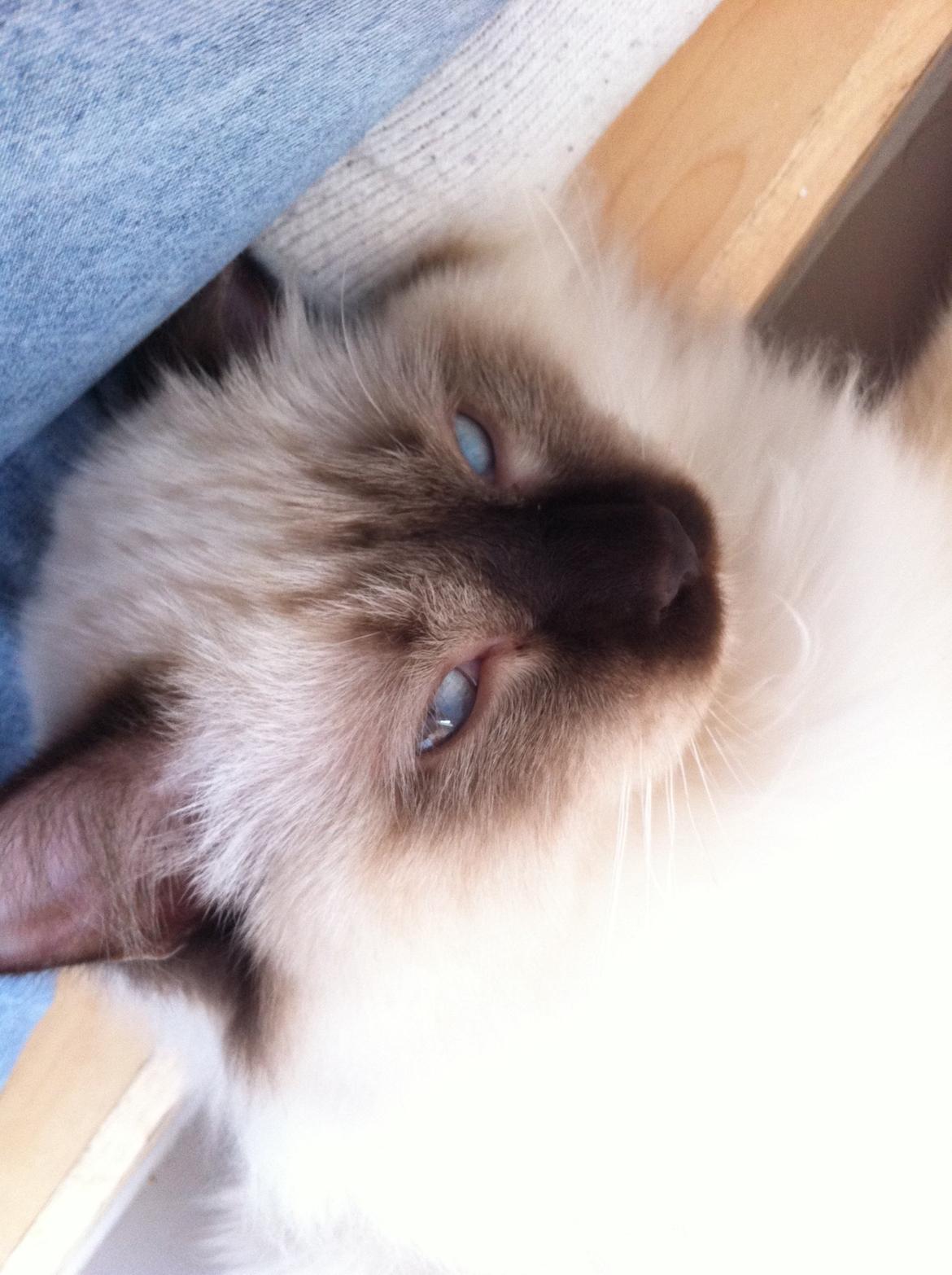 Hellig Birma Sir Bailey billede 12