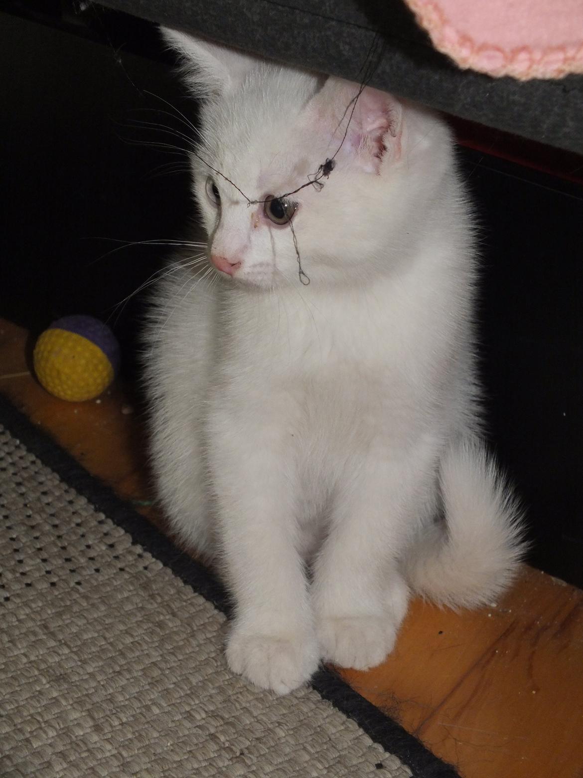 Huskat Van Helsing billede 13