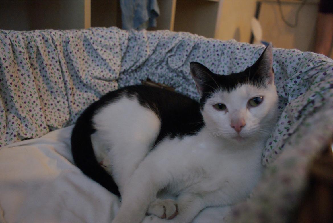 Huskat Dorit billede 1