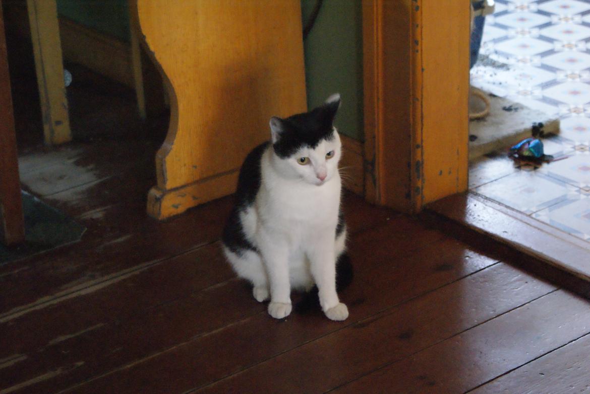 Huskat Dorit billede 2