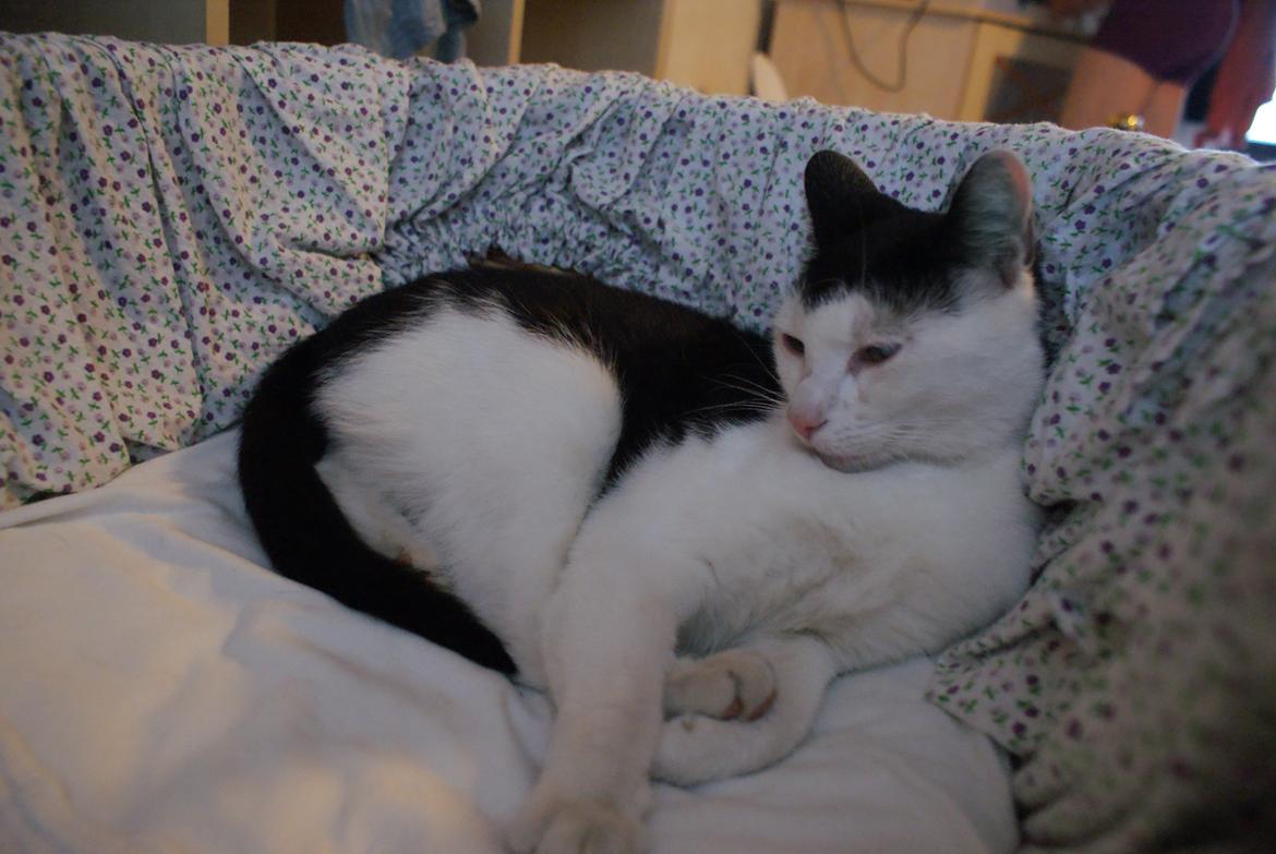 Huskat Dorit billede 3