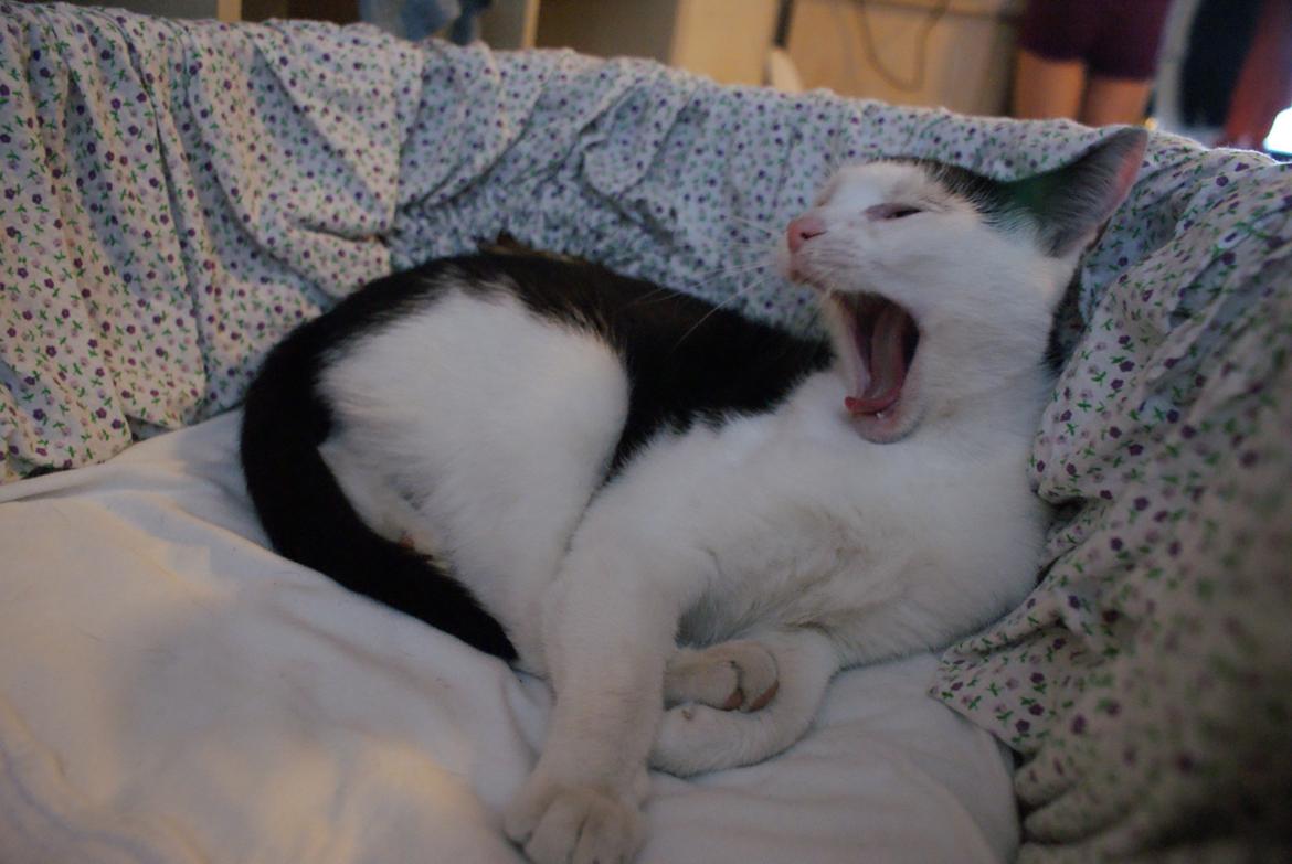 Huskat Dorit billede 4