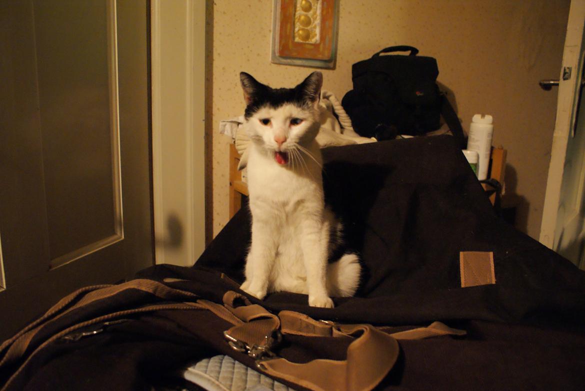 Huskat Dorit billede 5