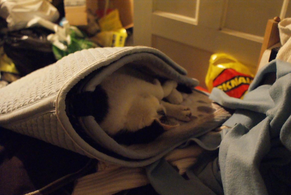 Huskat Dorit billede 6