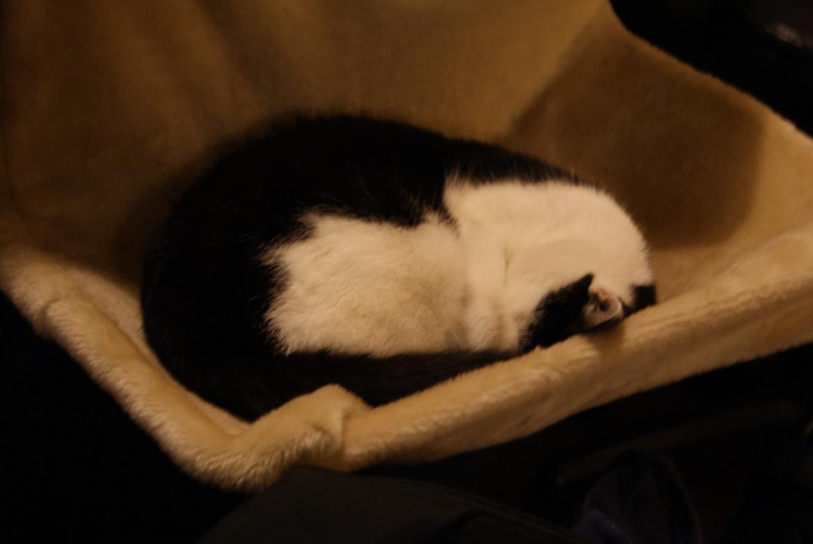 Huskat Dorit billede 7