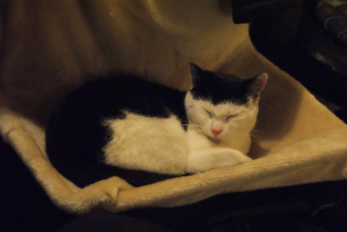 Huskat Dorit billede 8