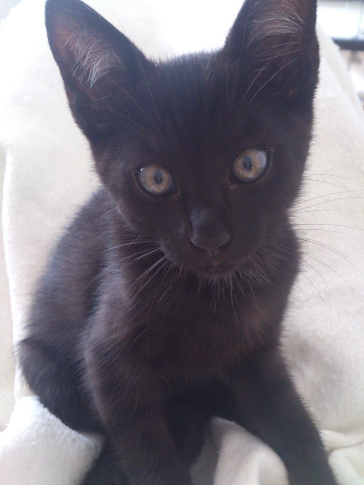 Blanding af racer Mowgli billede 4