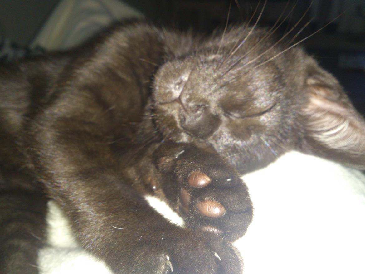 Blanding af racer Mowgli billede 3