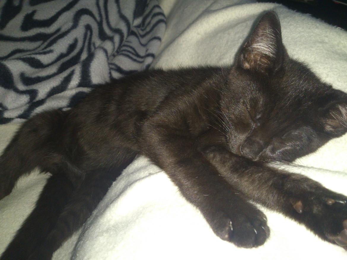 Blanding af racer Mowgli billede 15