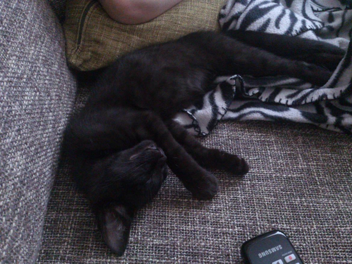 Blanding af racer Mowgli billede 16