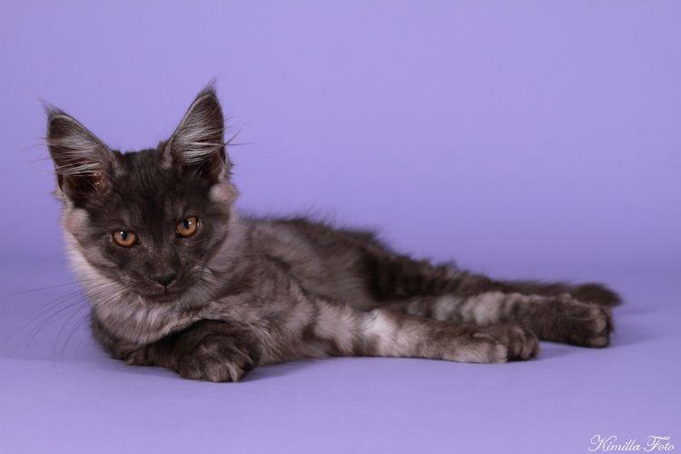 Maine Coon Kalypso PP billede 7