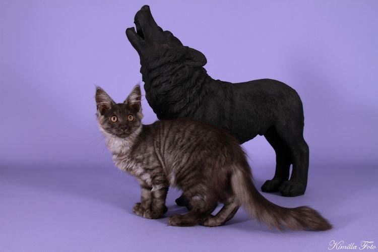 Maine Coon Kalypso PP billede 4