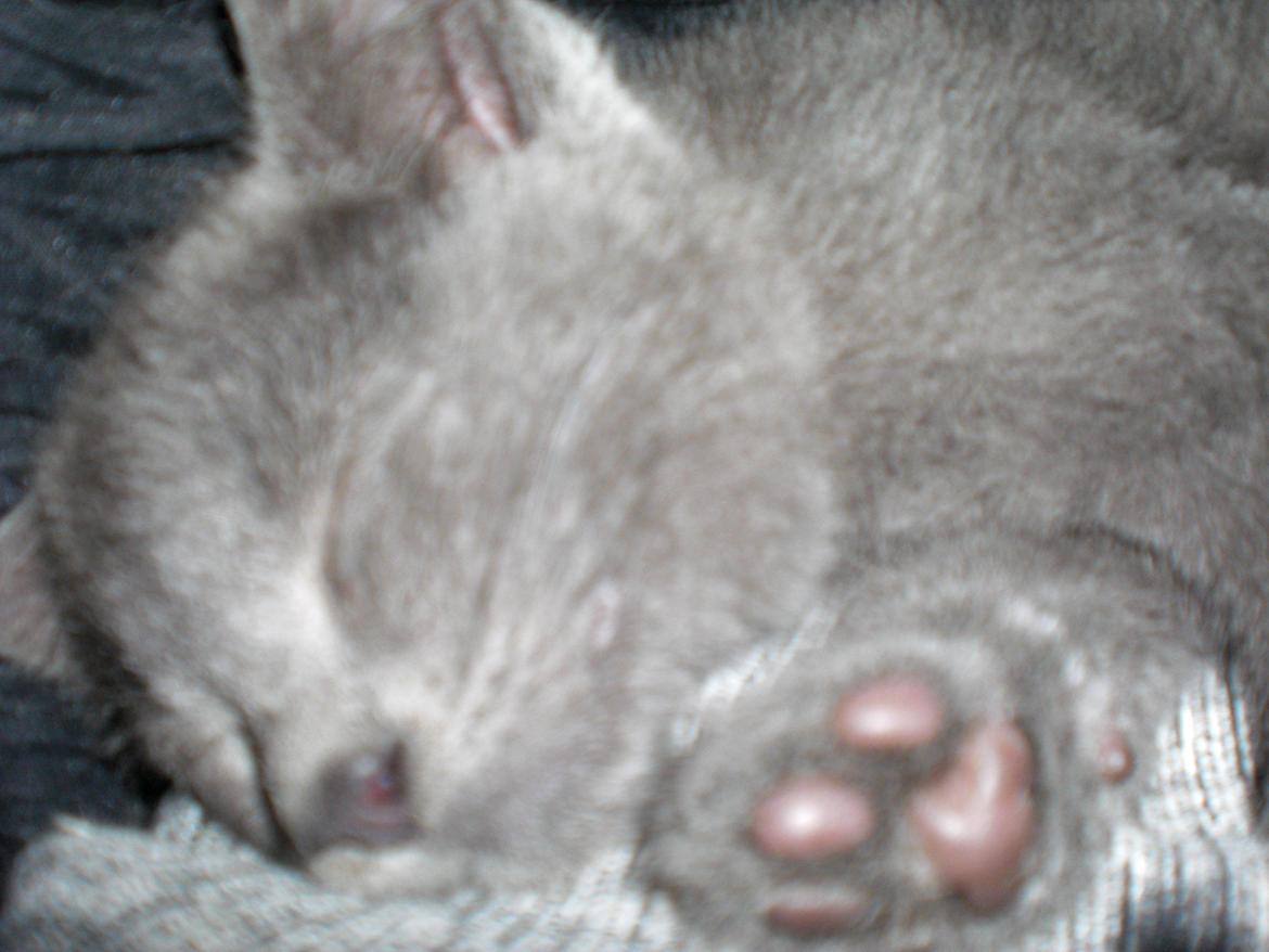 Blanding af racer Kovu - Juli 2012 billede 3