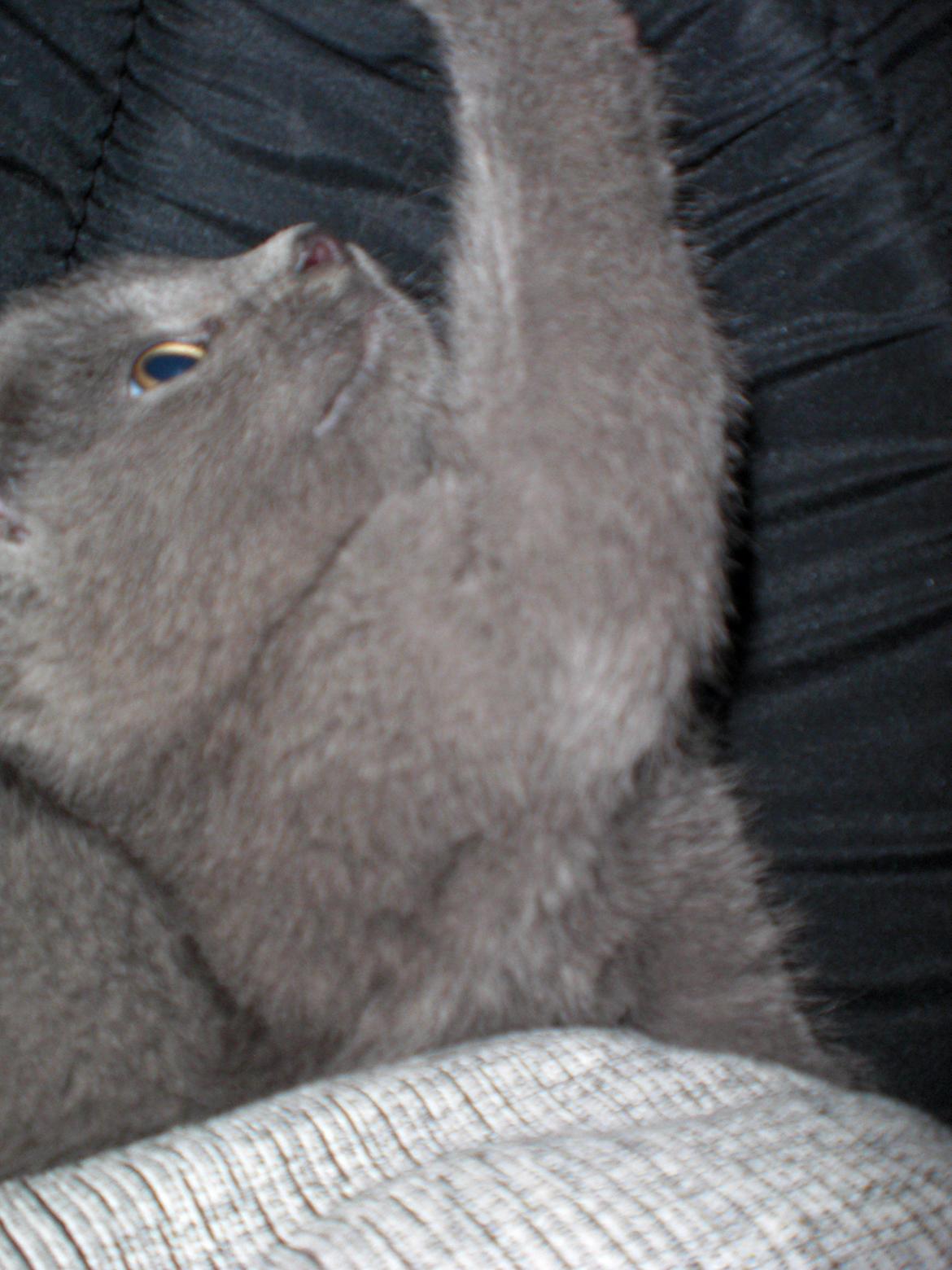 Blanding af racer Kovu - Juli 2012 billede 4